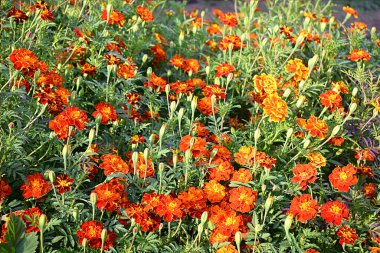 Açık alanda bir çiçek tarlasında kadife çiçekleri, bir sürü çiçek..