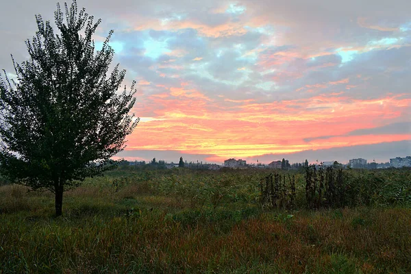 Landschaft Schöner Sonnenuntergang Wiese Baum Stadtgebäude Horizont — Stockfoto