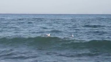 Birçok martı fırtınalı bir denizde yüzer..