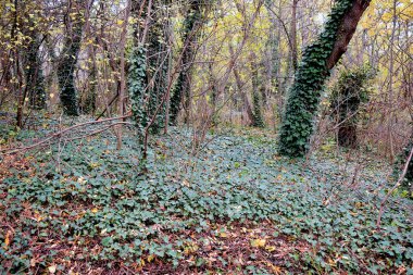 Sonbahar ormanı Ağaçlarda ve yerde daima yeşil sarmaşıklar.
