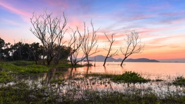 Ölü ağaç günbatımı zamanı ile