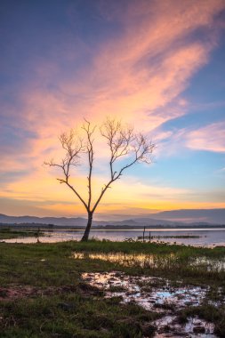 Güneş ile ölü ağaçlar