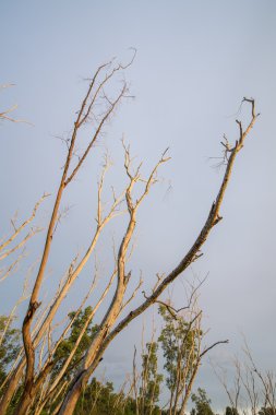 Güneş ile ölü ağaçlar