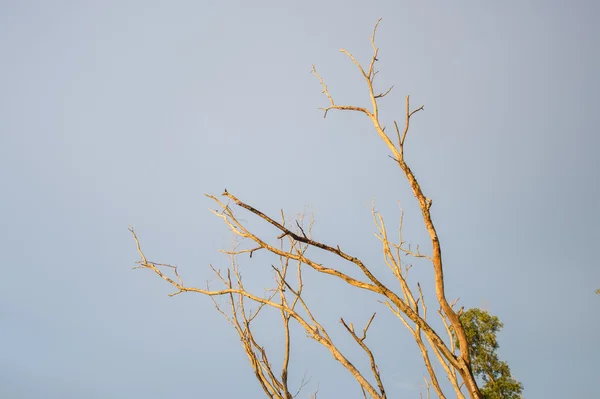 A árvore morta com o sol — Fotografia de Stock