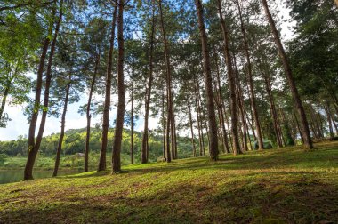 Çam ağacı ve orman