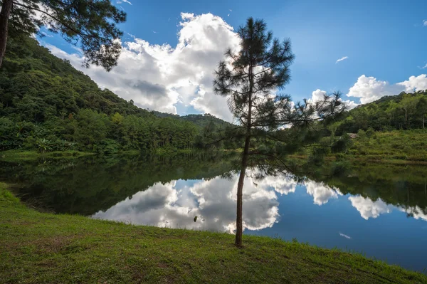 Arbre réfléchissant et ciel — Photo