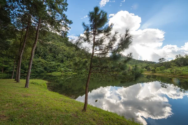 Árbol de reflexión y cielo —  Fotos de Stock