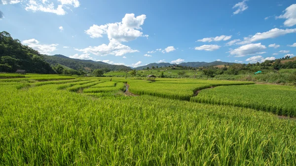 Campo de arroz con el buen cielo Imagen de archivo