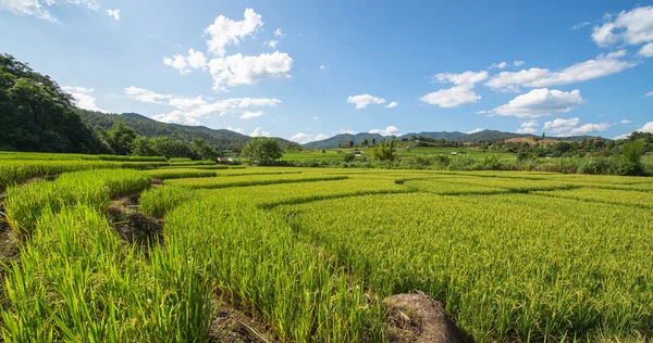 Champ de riz Photo De Stock