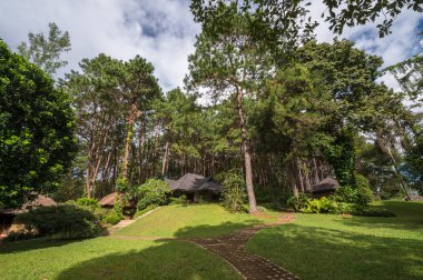 Çam ağacı ve iyi hava gün ormanda