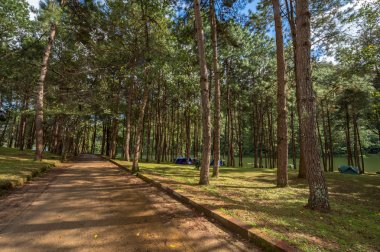 Çam ağacı ve iyi hava gün ormanda