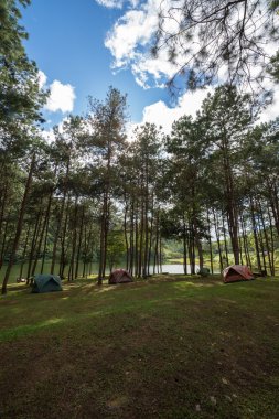Çam ağacı ve iyi hava gün ormanda