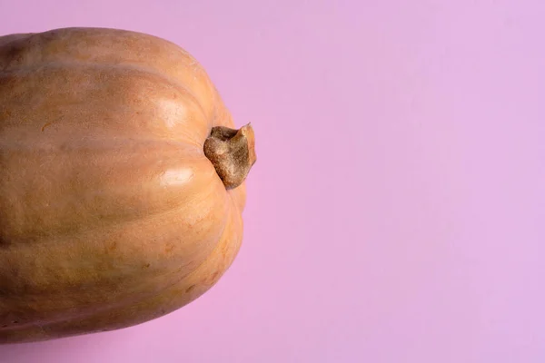 Close Zucca Butternut Sullo Sfondo Rosa Concetto Raccolta Autunnale Alimentazione — Foto Stock