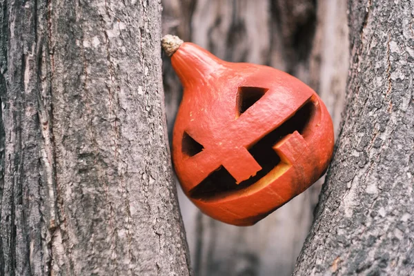 Halloween Oranžová Dýně Dutině Stromu Jack Lantern Symbol Oslav — Stock fotografie