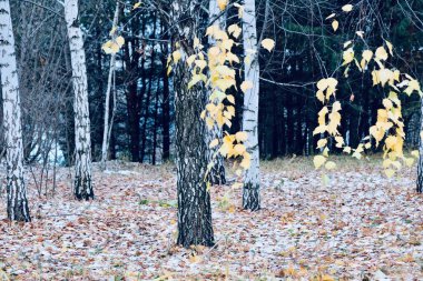 Ormandaki ilk Kasım karı. Geriye kalan nadir sarı yapraklı huş ağaçları. Soğuk hava. Sakinlik ve sükunet. Seçici odak.