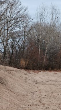 Sonbahar manzarasında yaprakları olmayan kum ve ağaçlar. Dallardaki kargalar. Rusya 'da Kasım. Dikey görüntü. Seçici odak.