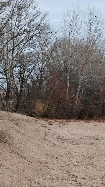 Sonbahar manzarasında yaprakları olmayan kum ve ağaçlar. Dallardaki kargalar. Rusya 'da Kasım. Dikey görüntü. Seçici odak.
