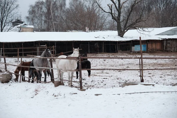 Лошади Разных Цветов Костюмов Гуляют Загоне Снежную Зиму Облачный Вечер — стоковое фото