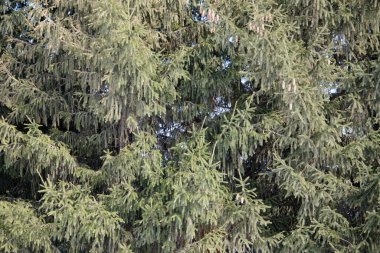 Daima yeşil ladin dalları. Görüntüyü yaklaştır. Seçici Odaklanma.