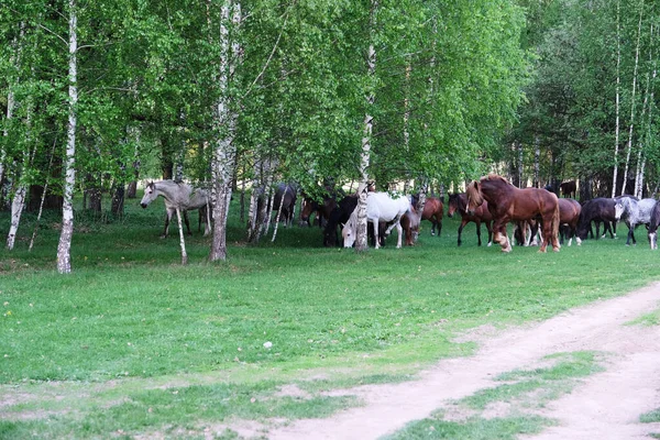 Cavalos Cores Diferentes Passeios Ternos Uma Paddock Tarde Verão Ensolarada — Fotografia de Stock