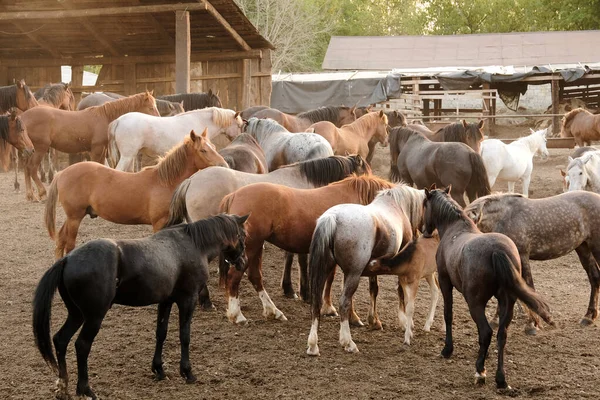 Cavalos Cores Diferentes Passeios Ternos Uma Paddock Tarde Verão Ensolarada — Fotografia de Stock