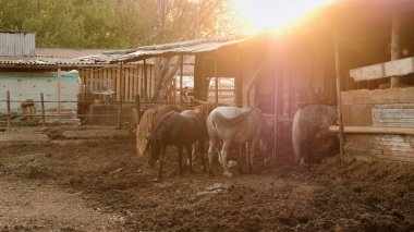 Farklı renkte atlar ve takım elbiseler güneşli bir yaz akşamında çayırda yürür. Çiftlik ahırı. Boşluğu ve Seçici Odağı Kopyala.