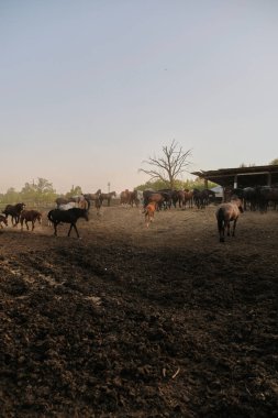 Farklı renkte atlar ve takım elbiseler güneşli bir yaz akşamında çayırda yürür. Çiftlik ahırı. Boşluğu ve Seçici Odağı Kopyala.