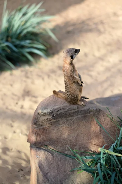 Meerkat Está Sobre Seixo Assistindo Algo — Fotografia de Stock