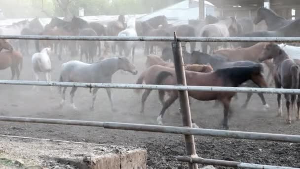 Hästar — Stockvideo