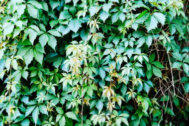 Yeşil Virginia sürüngen bitkisi yaz mevsiminde duvarda. Vahşi üzüm yaprakları.