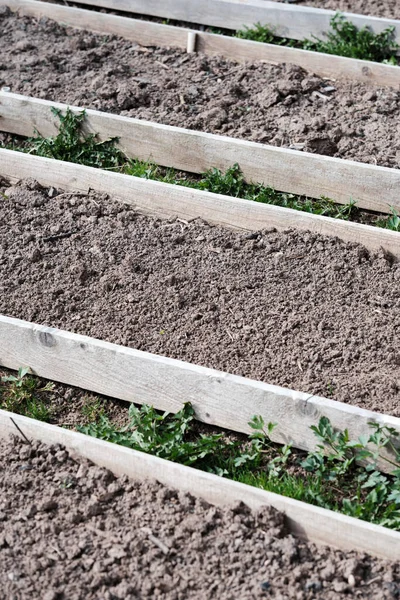 Erdbeerpflanzen Wachsen Garten Die Beete Werden Für Die Bepflanzung Vorbereitet — Stockfoto