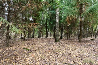 Sonbahar ormanında huş ağaçları. Sarı yapraklar yere düştü. Manzara ve doğa.