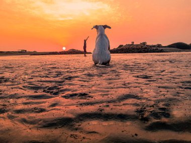köpek ve insan nehirde gün batımında oynuyorlar.
