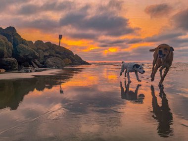 Gün batımında nehirde koşuşturan iki köpek