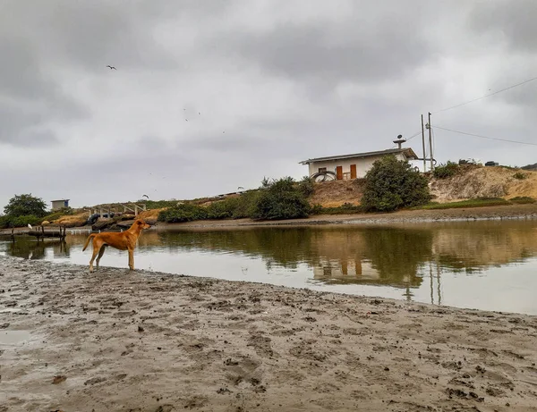川の中の犬の風景 — ストック写真