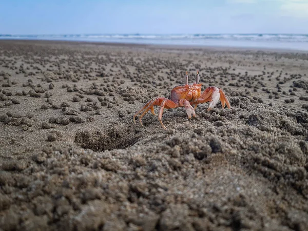 Kraby Plaży Robiące Swoje Domy — Zdjęcie stockowe