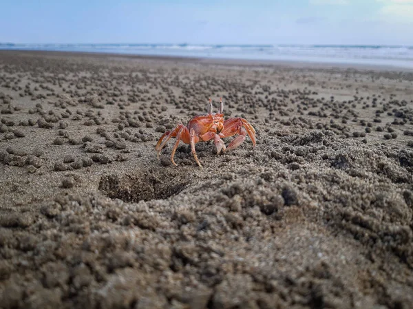 Kraby Plaży Piasek — Zdjęcie stockowe