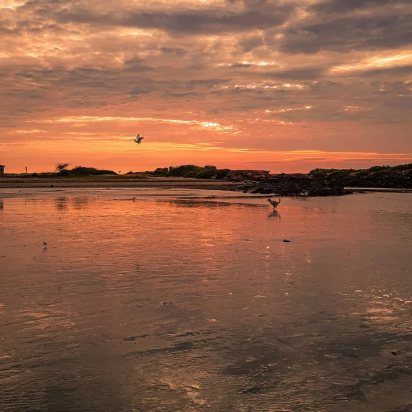 Amazing Landscape Dog Birds Sunset River — Stock Photo, Image