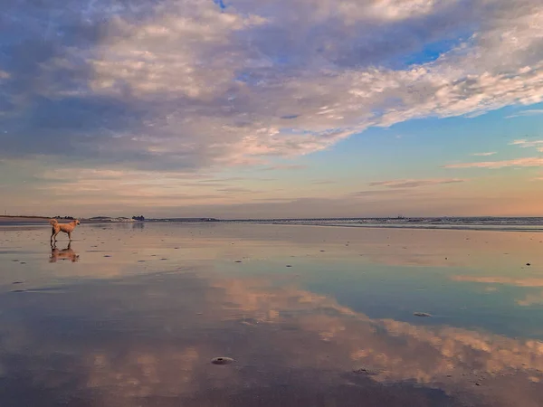 Amazing Landscape Dog Sunset — Stock Photo, Image