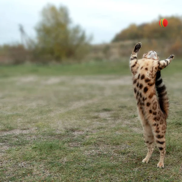 Bengal domestic cat bounces up for the ball.