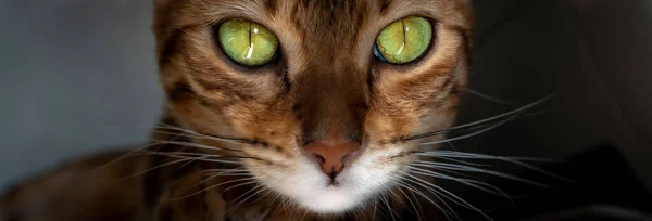 Retrato Cerca Gato Bengala Con Increíbles Ojos Verdes — Foto de Stock