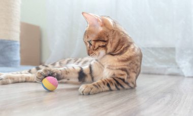 Güzel Bengal kedisi evde yerde yatıyor, Bengal kedisi oyuncak topla oynuyor..
