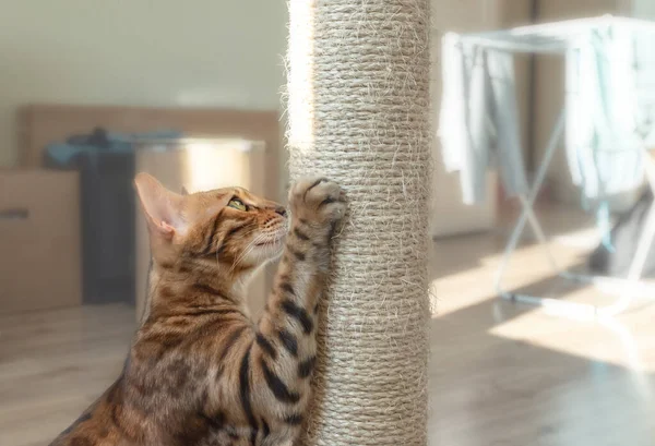 Doméstico Bengala Gato Arranhando Post Marrom — Fotografia de Stock