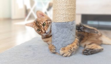 Bengal kedisi odada bir tırmalama direğine sarılıyor..
