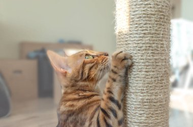 Bengal kedisi oturma odasında pençelerini biler..
