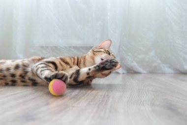 Odada yerde yatan Bengal kedisi pençesini yalıyor..