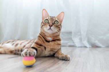 Bengal kedisi renkli bir topla oynuyor. Odada yerde yatıyor..