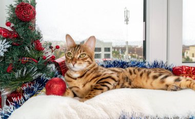Noel ağacı süslemelerinin yanındaki pencere eşiğinde sevimli bir Bengal kedisi yatıyor..