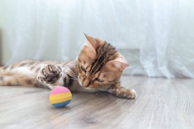 Bengal kedisi odada topla oynuyor..