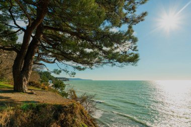 Karadeniz kıyısındaki çam ağacı güneşte.